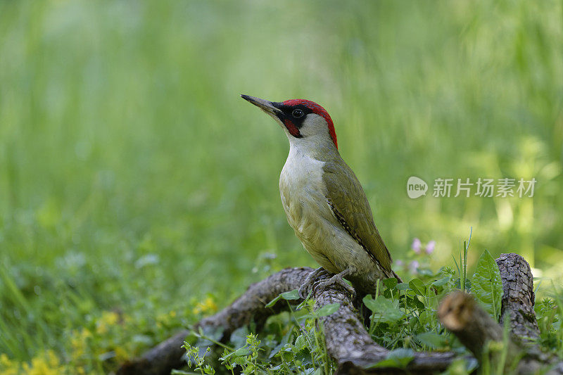 欧洲绿色啄木鸟(Picus viridis)